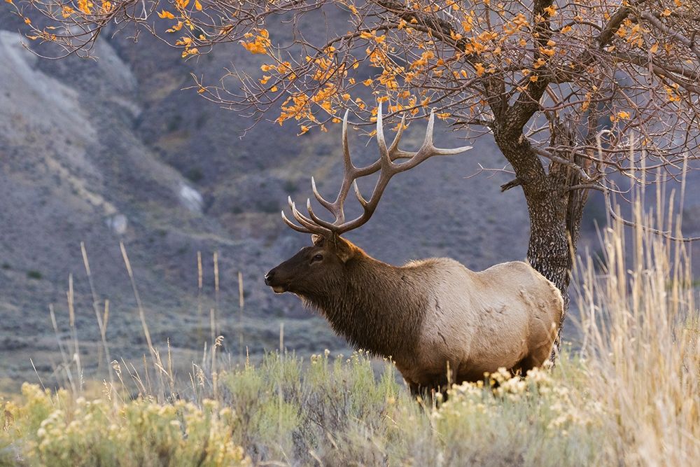 Rocky Mountain Bull Elk-Autumn Morning
